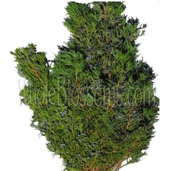 Fresh cedar greenery with blueberry accents, ideal for rustic weddings, holiday centerpieces, or seasonal floral decor.