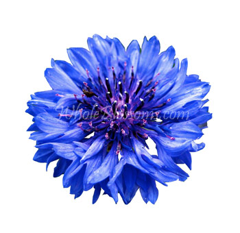Fresh blue cornflowers for garden weddings, rustic events and wholesale floral designs.