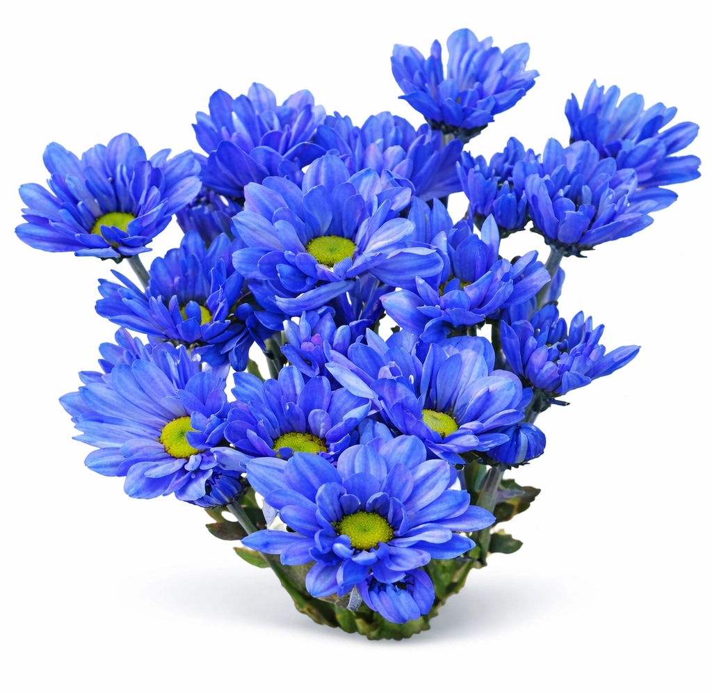 Blue Daisy Pom Tinted Flower, perfect for wedding flowers selection.