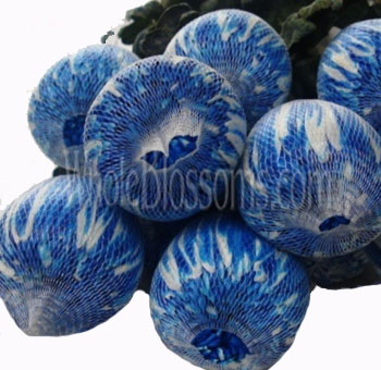 Blue Mums