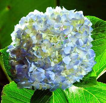 Super Select Blue Hydrangea in bloom with vibrant green leaves for stunning event décor.