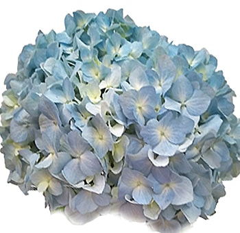 Super Select Blue Hydrangea with soft blue petals, perfect for weddings and floral displays.
