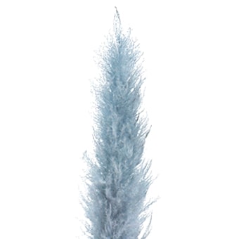 Light Blue Flowers