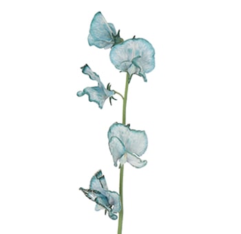 Light blue dyed sweet pea flowers, perfect for wedding bouquets, centerpieces, and event décor, adding soft color and elegance.