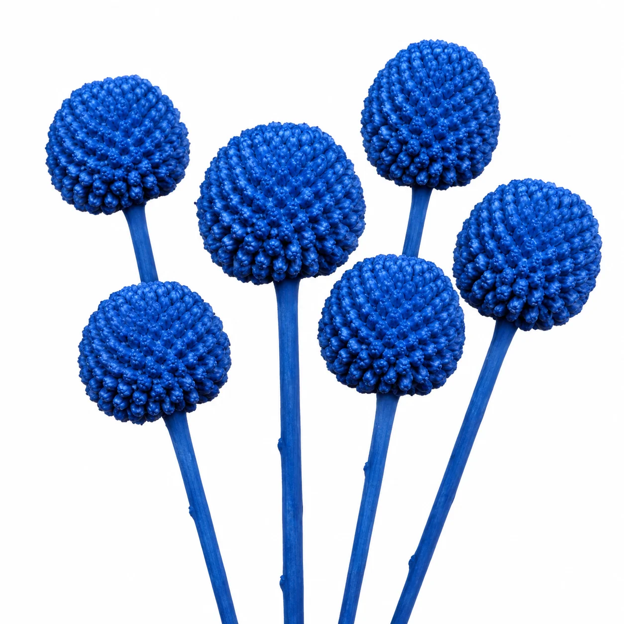 Blue tinted Craspedia Billy Balls for wedding bouquets, centerpieces and colorful floral arrangements