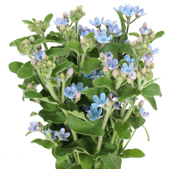 Wholesale Tweedia flowers in bulk, ideal for weddings, floral arrangements, centerpieces, and event décor.
