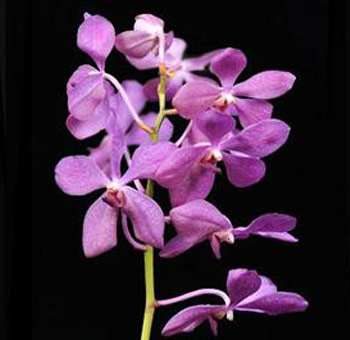 Nora Blue Mokara Orchid