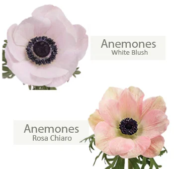 Blush anemones in flower bundle, radiating a soft, romantic charm and elegance.