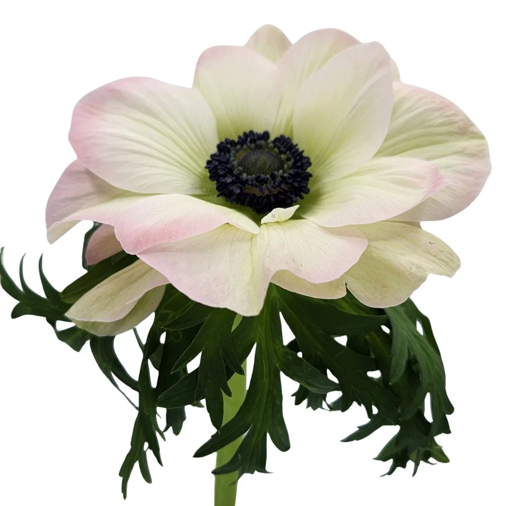 Elegant blush anemone Rosa Chiaro flowers in bulk, perfect for weddings, premium gifts, and soft romantic floral designs.