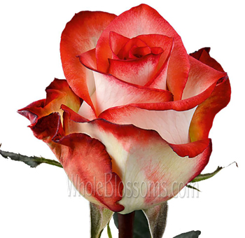 Close-up of a Blush Rose - Bicolor Red Cream highlighting its vibrant red-edged petals and creamy white base, ideal for romantic floral designs.