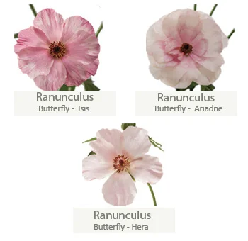 Blush butterfly ranunculus, symbolizing tender romance.
