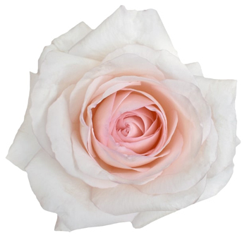 Dream Catcher Garden Roses with creamy white petals and a blush pink center, perfect for weddings, events, and romantic floral arrangements.