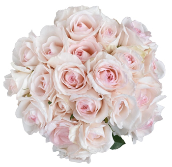 Dream Catcher Garden Rose