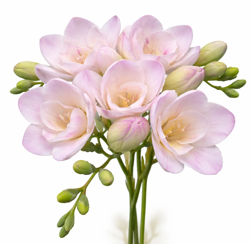 Blush lavender freesia fresh cut flowers in bulk at wholesale prices, soft pastel stems for weddings and elegant event arrangements.
