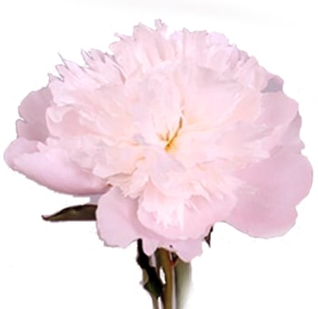 Soft blush peony bloom with delicate layered petals—perfect for spring weddings, bouquets, centerpieces, and seasonal floral arrangements.