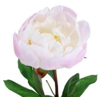 Soft Blush Peony bloom ready for delivery, showcasing full ruffled petals in romantic light pink hues.