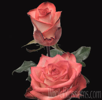 Two Blush Roses - Bicolor Red Cream with velvety petals featuring creamy white and red tones, ideal for weddings, events, and elegant displays.