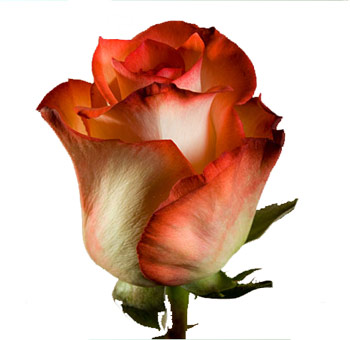 Blush Roses - Bicolor Red Cream with creamy white petals and vibrant red edges, perfect for weddings, formal events, and artistic floral arrangements.