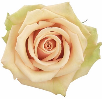 Sahara Roses in blush cream tone, epitomizing serene elegance and warmth in every petal.