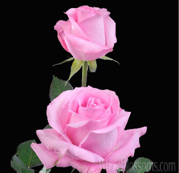 Blushing Akito Pink Rose Flowers with soft pink velvety petals, perfect for weddings, anniversaries, baby showers, and elegant floral arrangements.