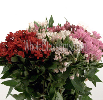 Assorted bouvardia flowers in mixed hues, ideal for weddings, gifts, and premium floral styling.