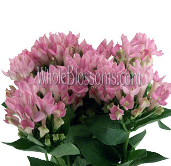 Light pink bouvardia flowers with soft tones, perfect for weddings, bouquets, and romantic events.