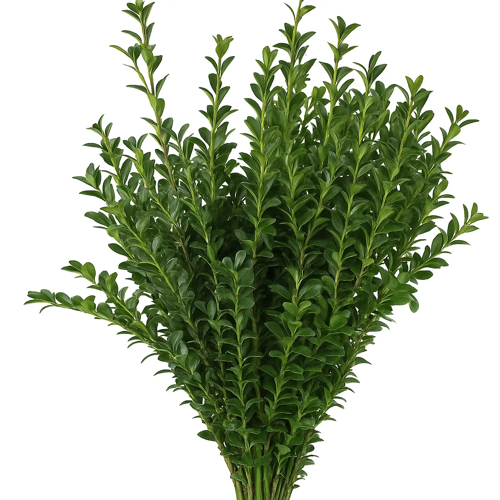 Upright bundle of fresh green boxwood stems with dense, glossy foliage, arranged in a fan shape on a clean white background.