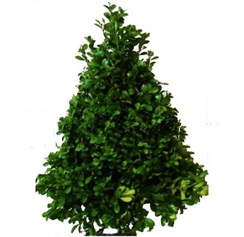 Boxwood Christmas tree with lush green foliage for holiday table décor and festive seasonal arrangements.