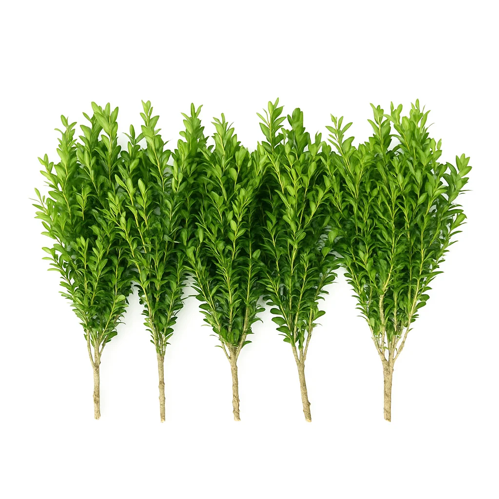 Five individual boxwood stems with trimmed bottoms, arranged side-by-side in a neat row on a pure white background.