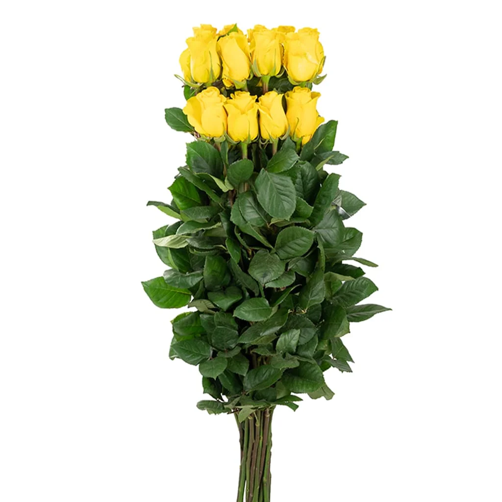 Bulk Brighton Yellow Rose adds sunny elegance to wedding bouquets, floral gifts, and premium event decorations with its rich golden hue.