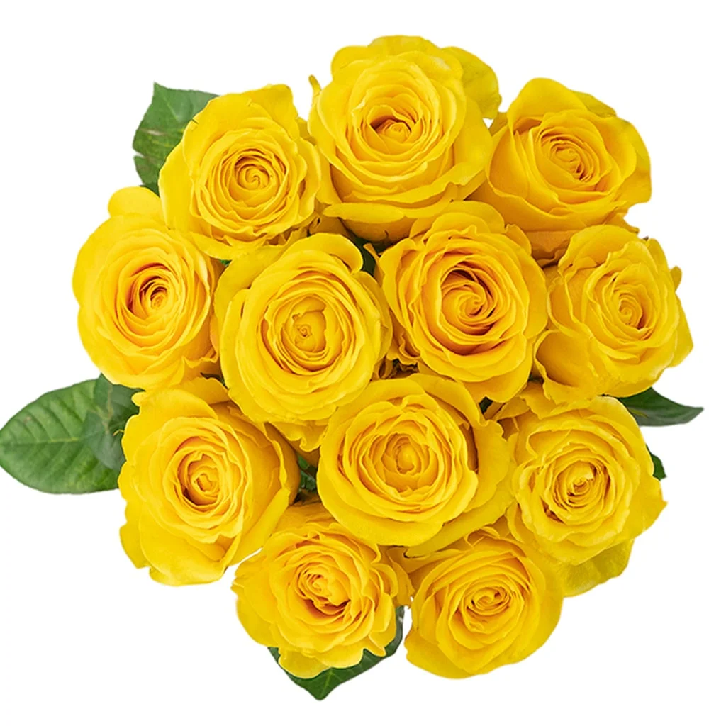 Brighton Yellow Rose in full bloom, ideal for wholesale weddings, bulk floral orders, and premium flower arrangements for events and florists.