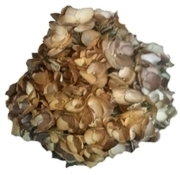 Tie Die Brown Bronze Green Hydrangea Tie Die Brown Bronze Green Hydrangea
