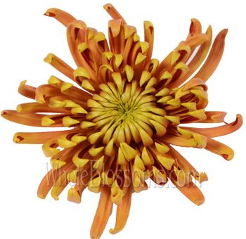 Vibrant Bronze Anastasia Spider Mum in full bloom, featuring golden and copper tones, perfect for autumn floral arrangements and seasonal wedding décor.