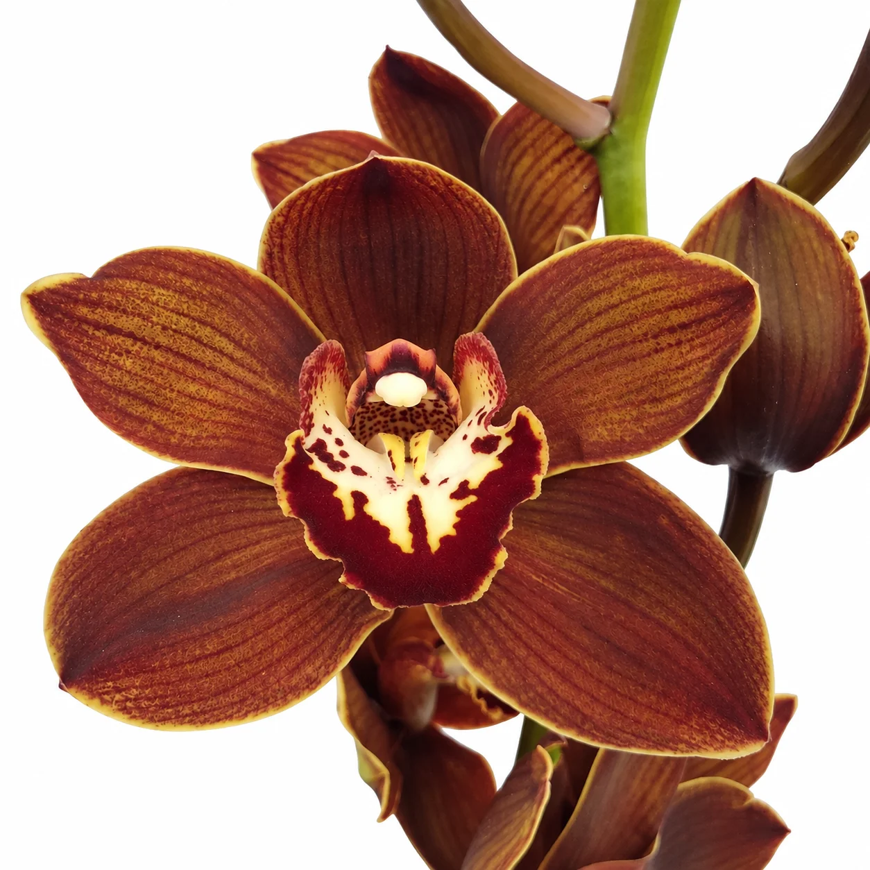 Brown Cymbidium Orchids