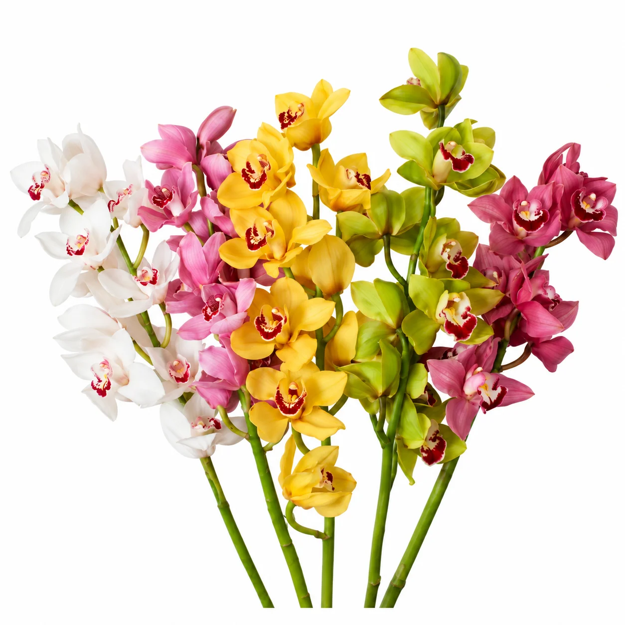 Fresh mixed-color cymbidium orchids bouquet with white, pink, yellow, green, and burgundy blooms