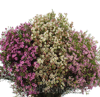 Assorted wax flowers with delicate textures, ideal for weddings, bouquets, and premium floral décor.