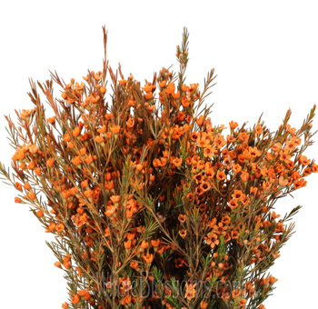 Dark Orange Wax Flower