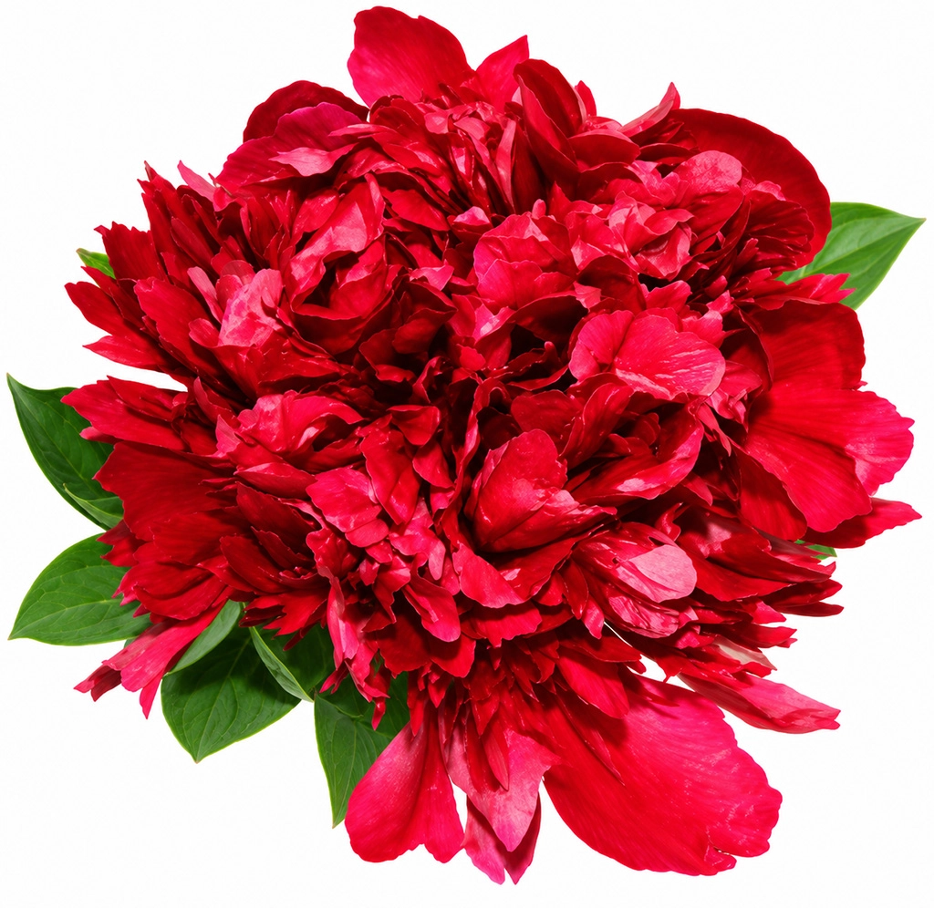 Bulk red peonies for September weddings, events and wholesale floral designs.