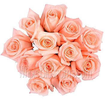 Beautiful bouquet of engagement peach pink roses, perfect for weddings, special events, and romantic bouquets.