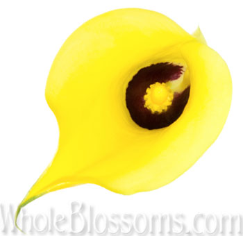 Chic yellow calla lilies with smooth form, crafted for upscale weddings, floral gifts, and statement arrangements.