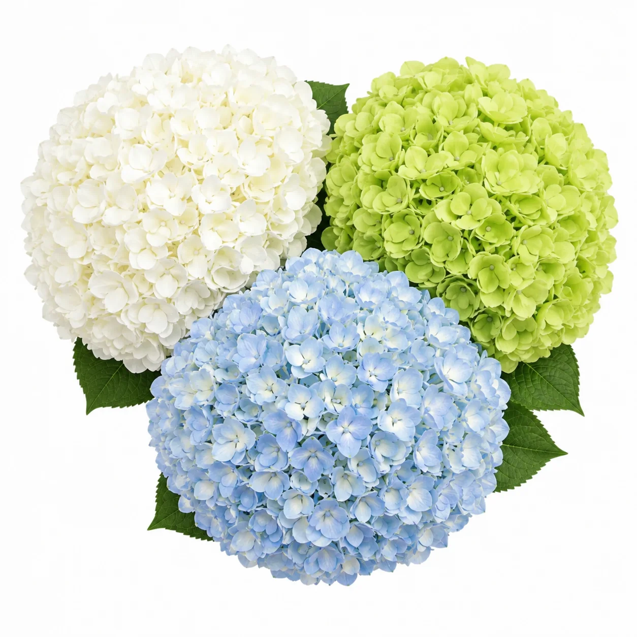 Large farm-fresh wholesale hydrangeas in bulk for centerpieces and arrangements.
