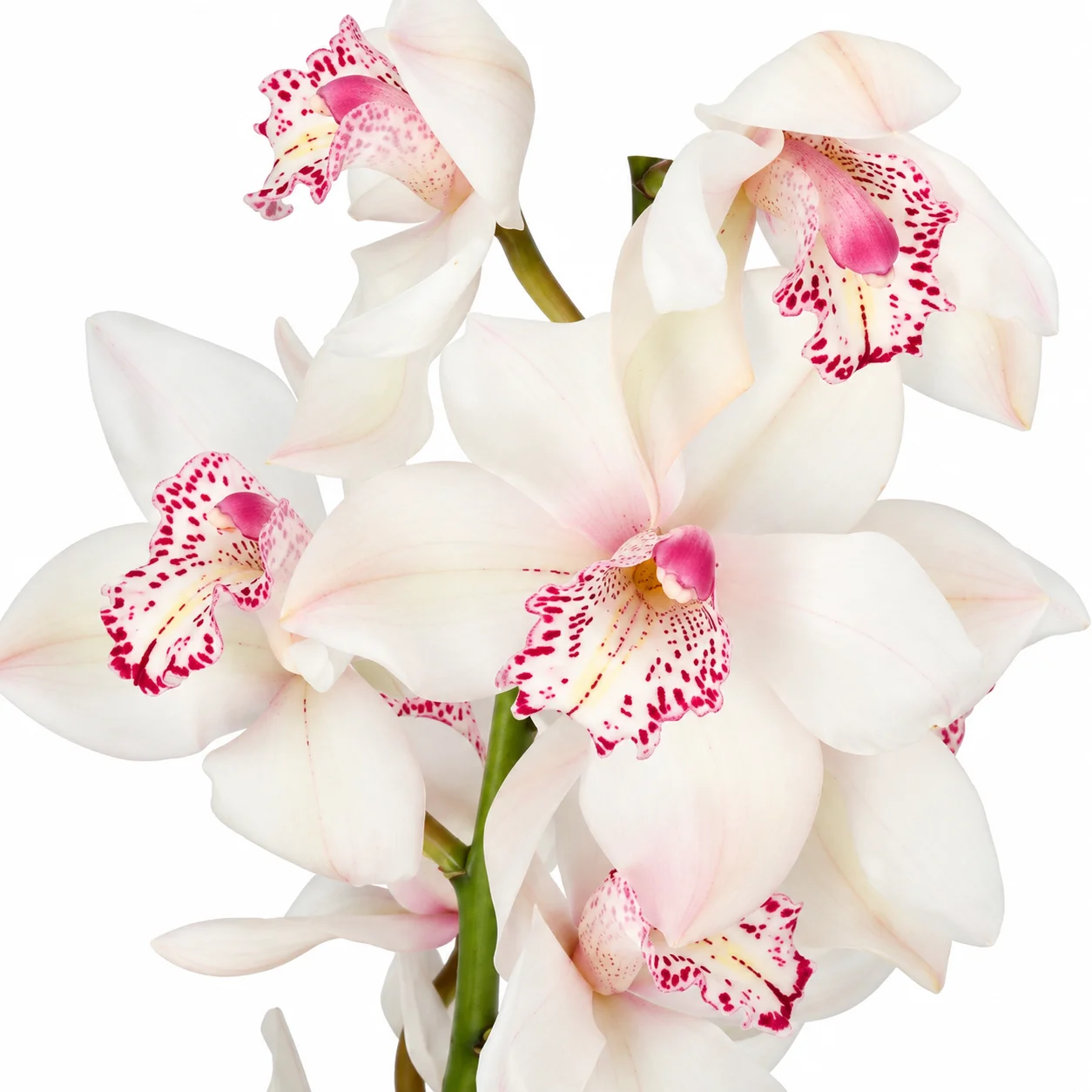 Close-up of White Cymbidium Orchid bloom showing ivory petals with a vivid magenta spotted red lip