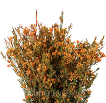 Light orange wax flowers with a gentle tone, ideal for weddings, filler accents, and soft arrangements.