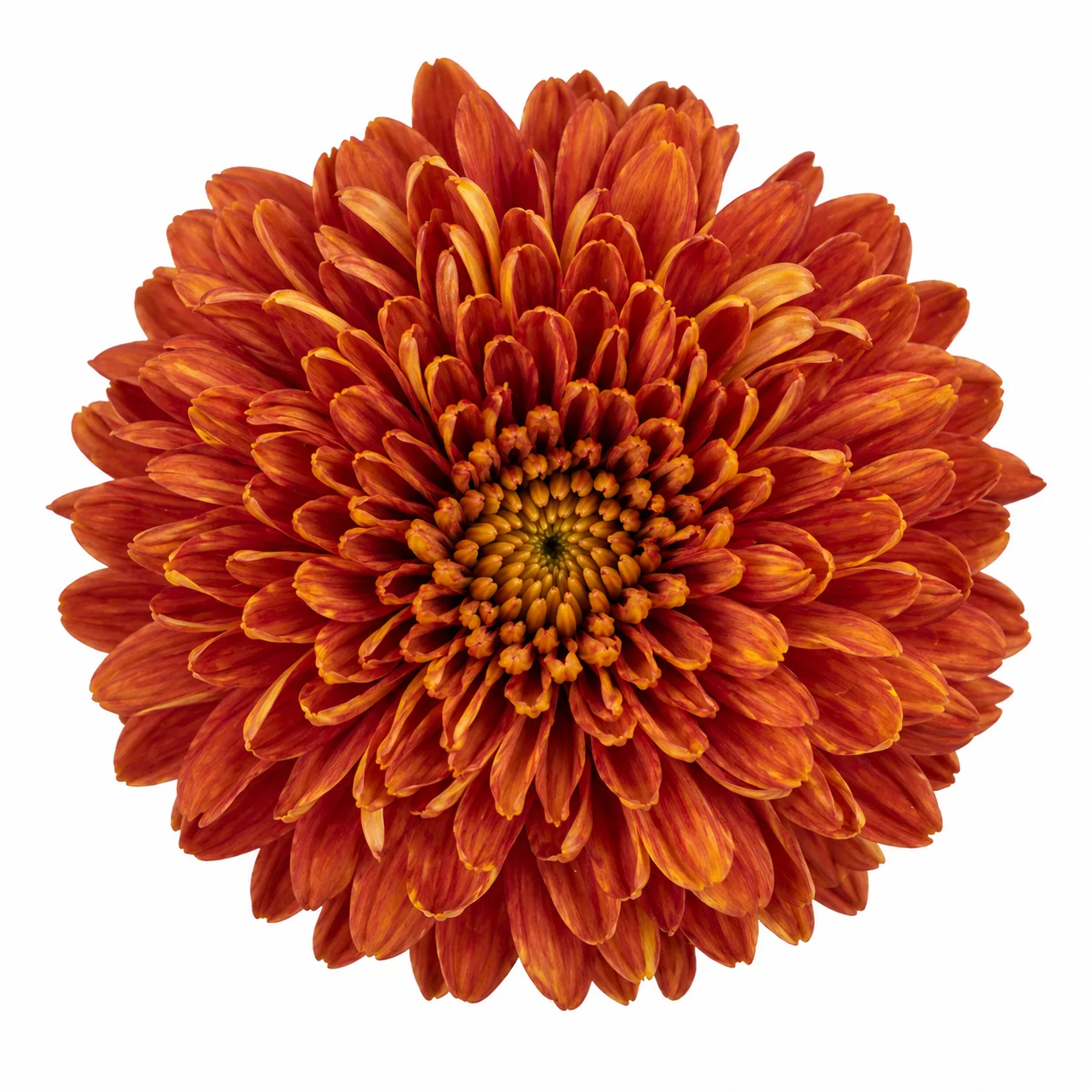 Bulk orange cremon mum - fresh warm-toned bloom with yellow center, perfect for wholesale fall wedding flowers and decor.