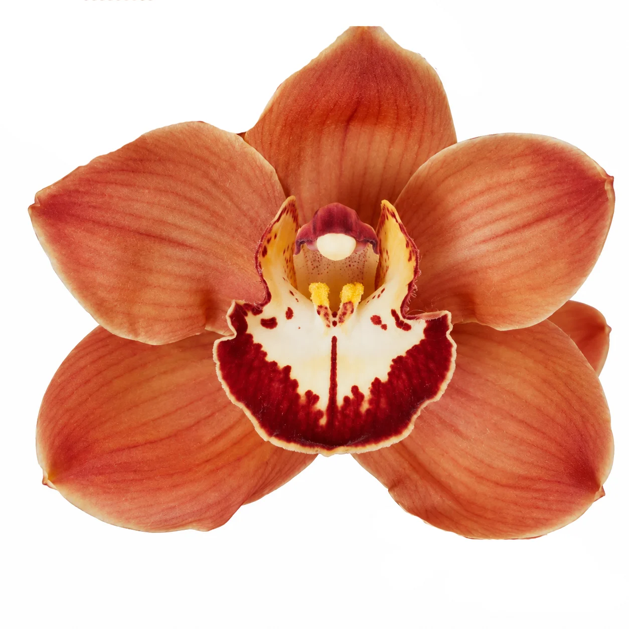 Orange Cymbidium Orchid