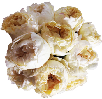 Top view of a cluster of Caramel Piaget Just Peachy Garden Roses showcasing layered petals and warm peach tones, perfect for events.