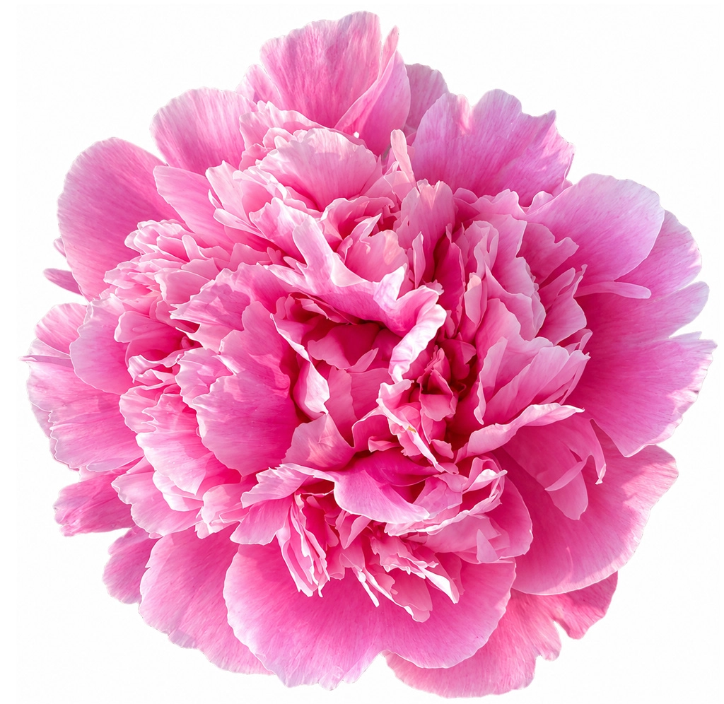 Wholesale pink peonies in September for bulk wedding flowers, event florals and floral designs.