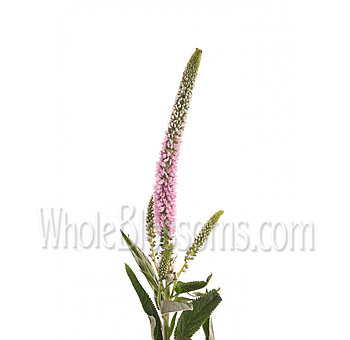 Charming pink veronica flowers for modern wedding designs, event florals, and airy garden-inspired arrangements.
