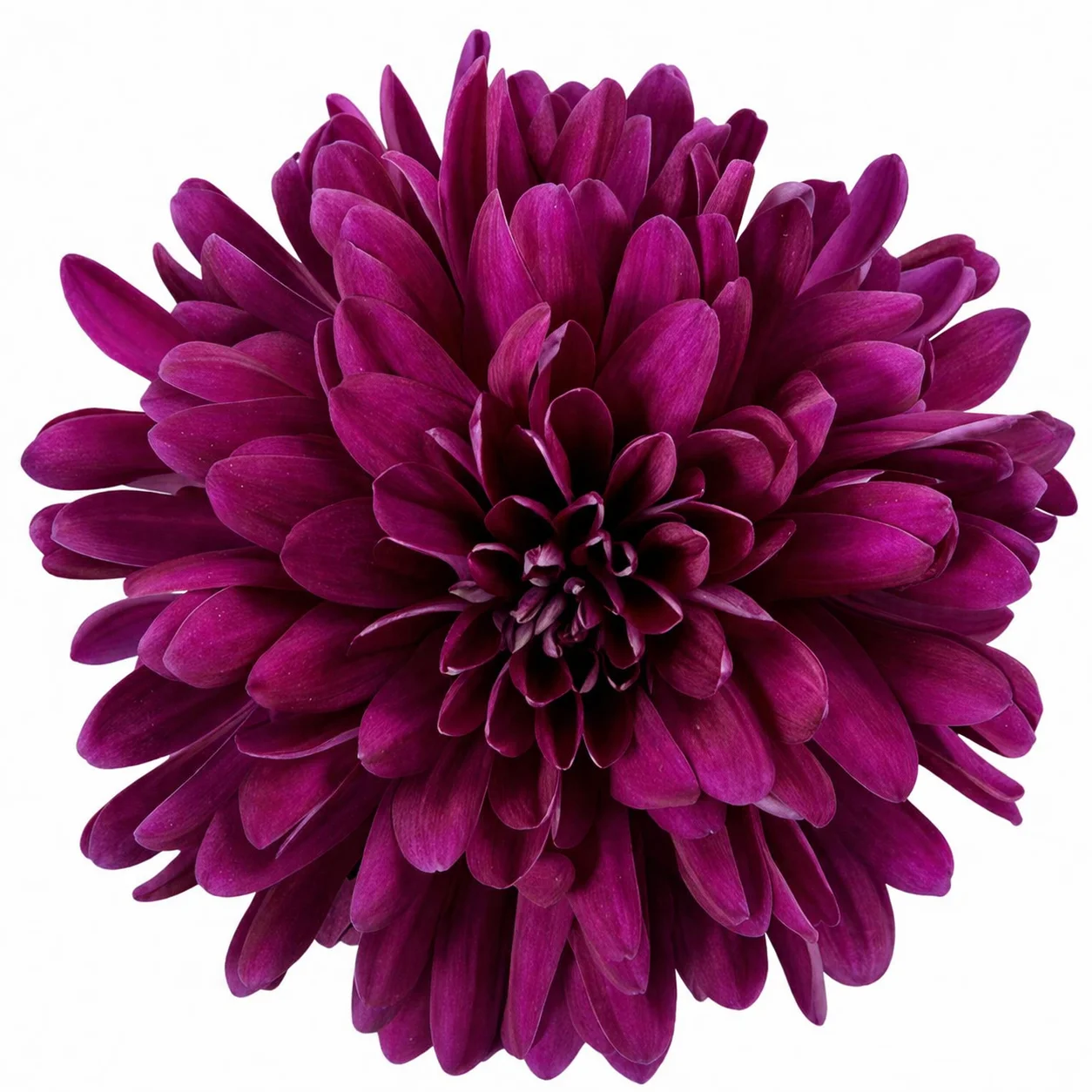 Bulk purple cremon mum - fresh magenta bloom in full layered form, ideal for wholesale wedding centerpieces and bouquets.
