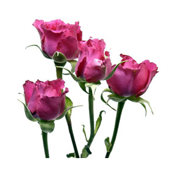 Close-up of purple lavender spray roses with multiple blooms per stem, showcasing vibrant petals and green leaves, perfect for adding a unique touch to floral arrangements.